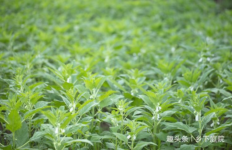  叶子|农村1种作物，多数人只知道种子大有作用，却把叶子浪费，可惜了