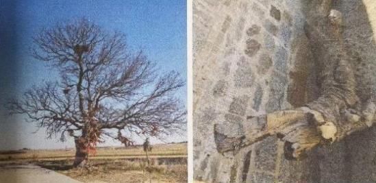  赔偿金|货车撞断树枝被判赔偿13万7！网友：请问赔偿金是给树烧过去？