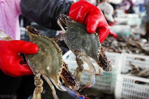 肥美|买螃蟹时，学会从这2个方面入手来挑选，包你买到的个个膏腴肥美