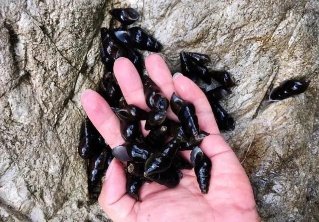 美味|客家山间这种美味,叫人欲罢不能