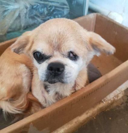  选择|看到别人把两只狗从车上扔掉，她选择这样做...