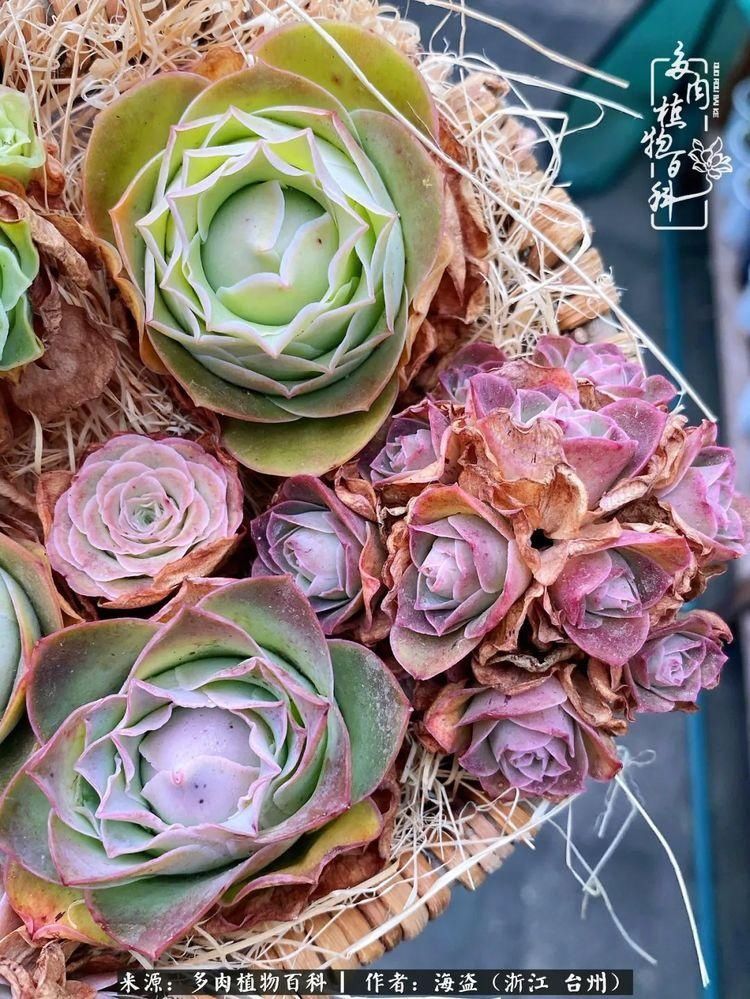  梅雨季|干货：高温高湿梅雨季，山地玫瑰养护提醒，帮你远离黑腐！