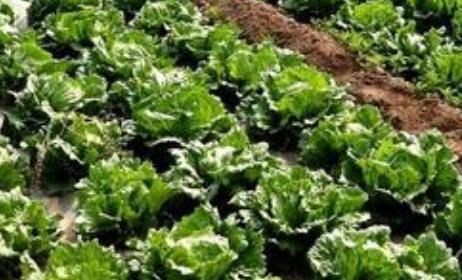 一家人|一家人组团偷菜,67岁老母亲带女儿女婿潜入他人菜地,凌晨作案早市销赃