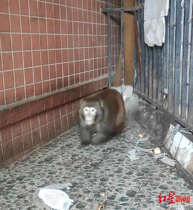  抓获|四川泸州警方破获跨省野生动物买卖案，解救水獭猕猴等多只国家保护动物