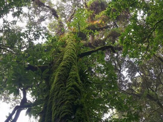  中国|高黎贡山 | 中国五星级观鸟胜地，你知道吗？