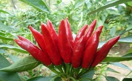  起源|卤起源：不色，不是好卤菜，一次性把卤菜上色说全