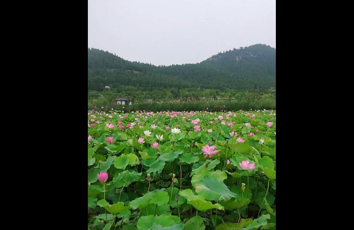 圆满|“青春show,遇见最美长清”短视频创作大赛圆满收官,快来看大奖瓜落谁家