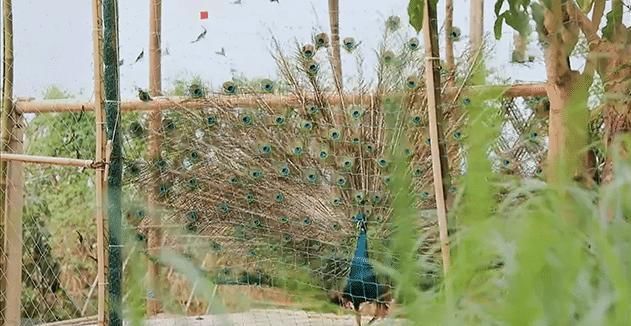  宋丹丹|向往的生活：宋丹丹、陈赫第三次返场，彭昱畅欺负妹妹的真相曝光