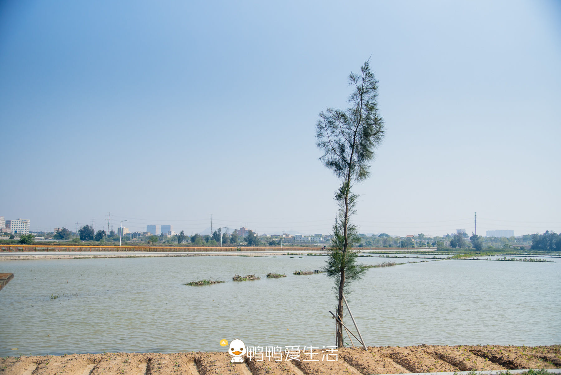  开放|脏乱差的围堰养殖场大变身，石狮湿地公园风景独好，免费开放