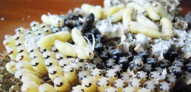 盘点|盘点全国各地下酒菜:我国民风已经彪悍成这样了吗?