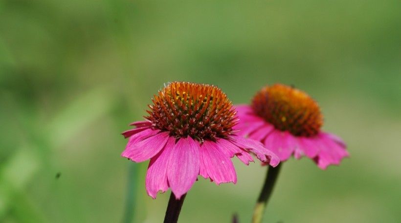 走上|7月开始运势上佳,走上发财路,功夫不负有心人的四大生肖