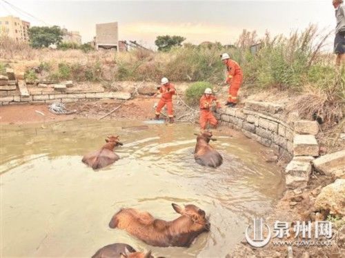  黄牛|四头黄牛喝水陷鱼塘 消防队员来帮忙