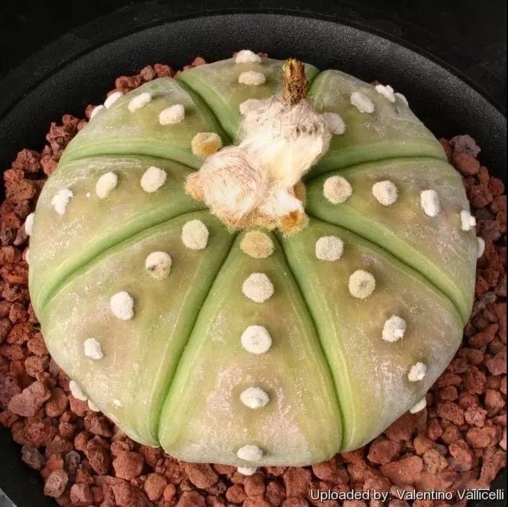  人养|每个人养肉人都应该学会鉴赏“兜”