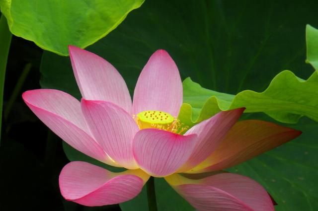  财星|不瞒你说：7月下旬，财星关照，财运势旺盛，福报不浅的属相