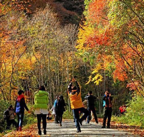  阴平古道|醉美唐家河，又见枫叶红~