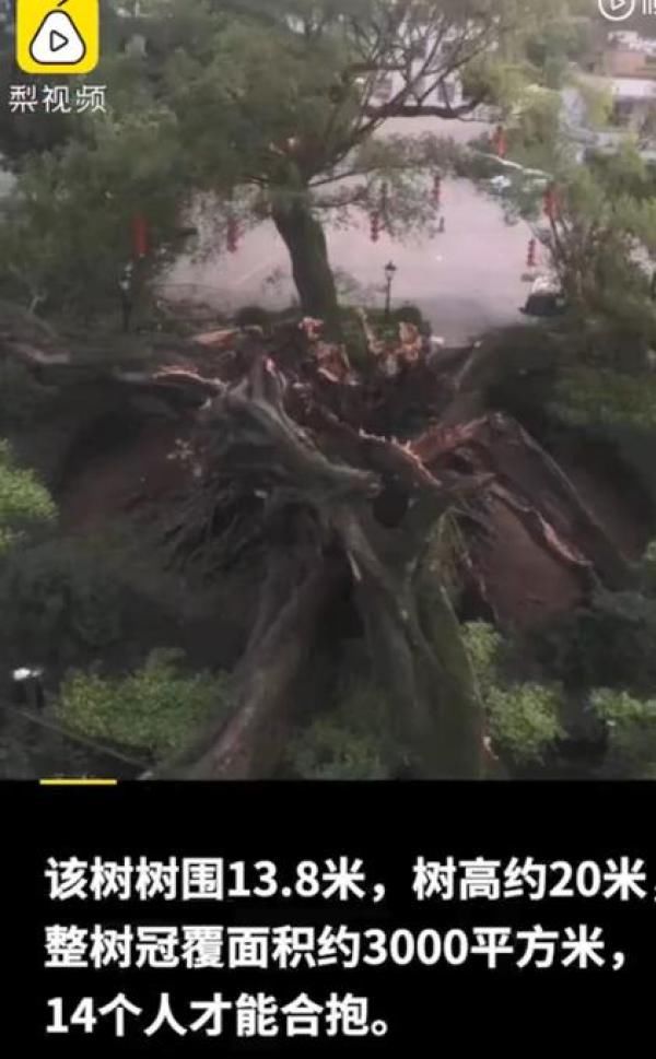  唐代|广东1100多岁古榕树倒塌：种植于唐代末年，当地正在抢救