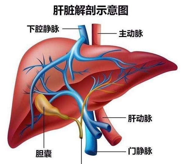  助于缓解|肝不好，睡前做好“三个一”，通肝经，排肝毒，肝慢慢养好