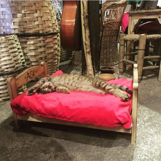 流浪猫|工作16年镇馆猫咪恐遭驱逐!后来得到暖心回应:不会为难猫咪