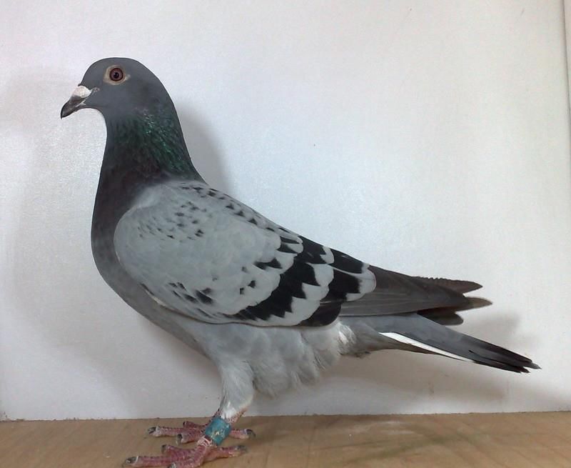 天落|天落鸟配对，怎么可以达到更好的效果？