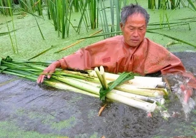 蒲菜|长在水里像“蜡烛”，口感鲜嫩脆爽，有谁吃过吗