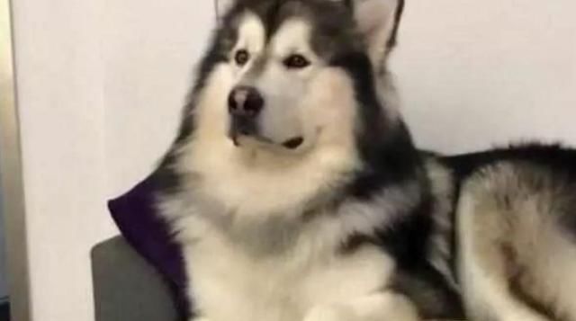  阿拉斯加|100多斤的阿拉斯加要睡在主人的肚皮上，铲屎官：我承受不住