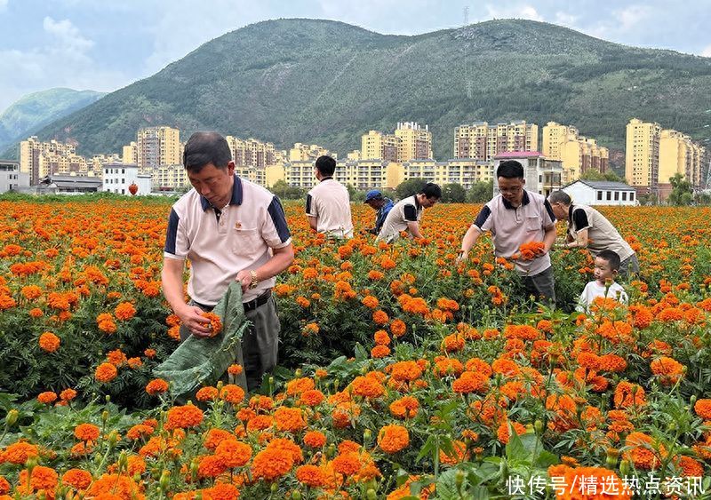 党员抢收万寿菊 解群众燃眉之急