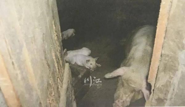 走高|奇葩！见猪价走高，古蔺男子凌晨偷走6头小猪崽，结果……