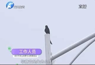  市民|愤怒的小鸟，只啄黑衣男子！啥来头