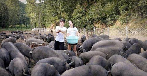 不顾|不顾家人反对，毕业回村养猪的女孩，3年过去了，现在过得怎么样