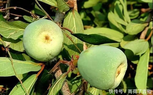 长相|它素有“鬼馒头”之称,长相奇特却含大量维生素,若遇见,莫害怕