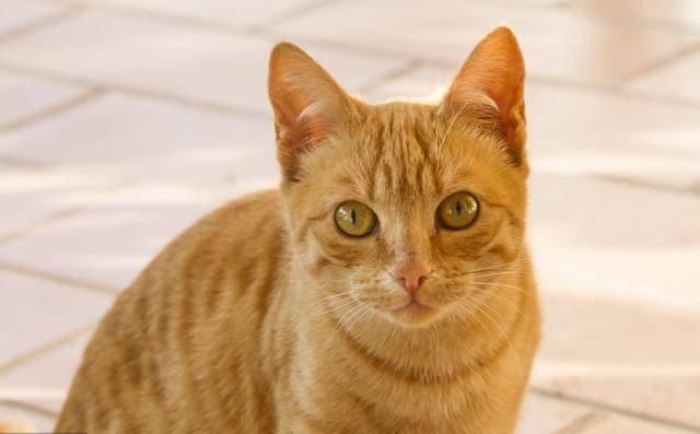  喜欢|没养过猫的人，根本不理解咱铲屎官到底为什么喜欢猫！