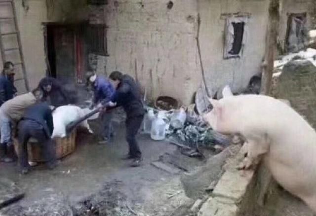 居然|铲屎官怀孕后，狗狗居然是这样的反应......