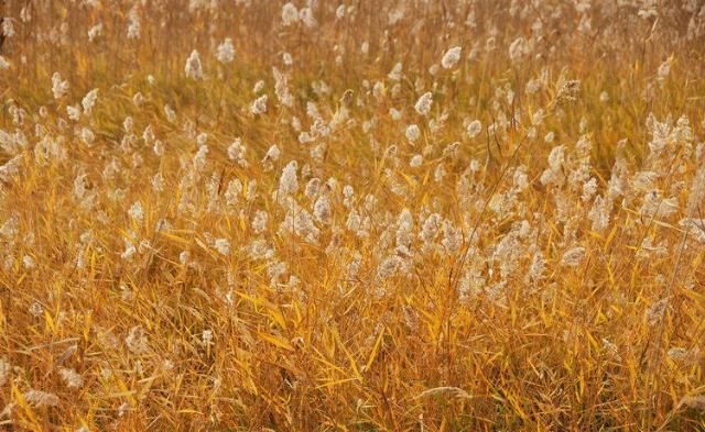  造纸|世界最大芦苇荡在中国，面积长度超百公里，可造纸可观赏