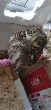 出售珍贵|39只鸟,这8人摊上大事了!