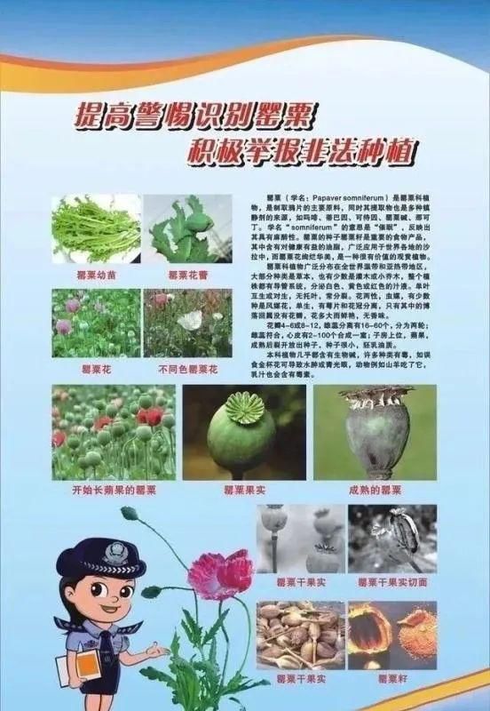  种植|检查不落一处 杜绝种植罂粟