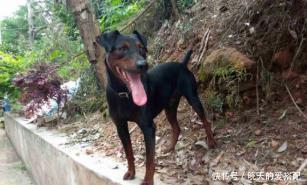 成就|百年前,英国人自认聪明,用英国土狗换瓷器,却成就一代中华名犬