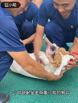  集体|狗狗集体探望消防员，反被【强制仰卧起坐】锻炼，网友笑喷