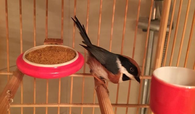  小熊猫|鸟界中的“国宝”！这样的小熊猫你见过吗？