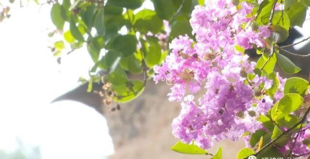娇艳|这里两株百年紫薇娇艳绽放，快来赏花