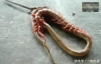  接下来|男子在挖地发现一条蛇，打死后接下来，男子不淡定了