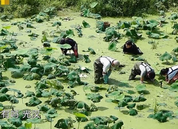  一旁|许光汉成功挖到第一个藕，一旁何炅的表情抢镜，是否作秀很明显