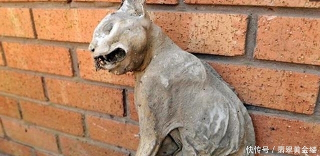  猫咪|猫咪失踪20年，当男子再次找到它时，顿时感觉意外了