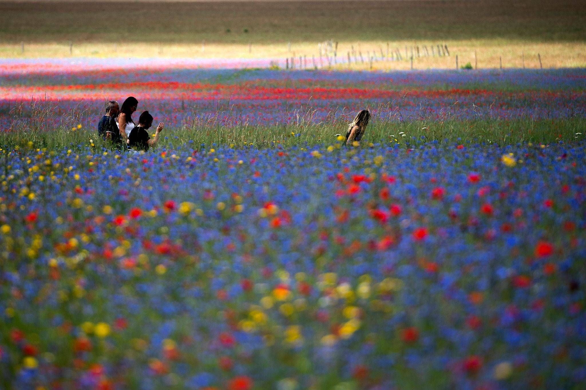  当地时间2020|意大利田间绚丽虞美人盛开 游客流连忘返