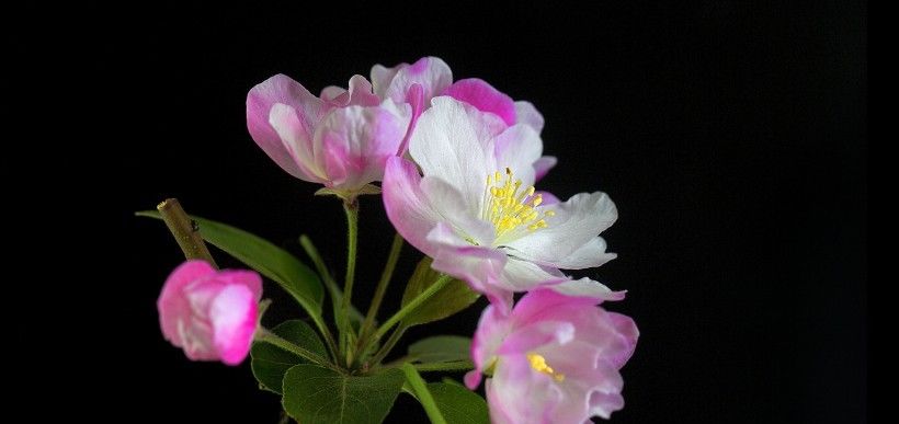  四大|8月开始工作顺心如意，霉运走开，家中坐镇财神的四大生肖