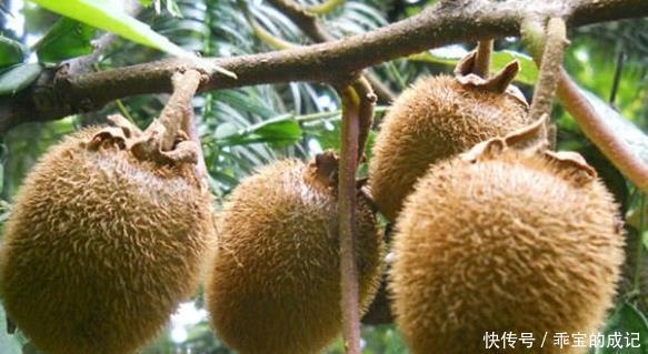 小孩子|深山的一种野果,被誉为“水果之王”,价值很珍贵,一起了解下