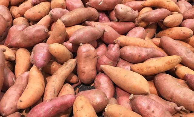  才能|红薯优质高产栽培技术要点，老农来和你们说说，怎么才能增产