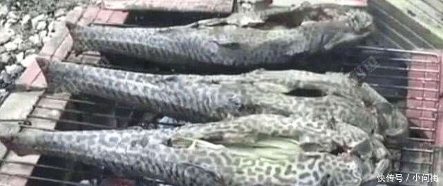 中国|越南人当“宝贝”的4道下酒菜,中国人一个“不敢吃”,怕了怕了