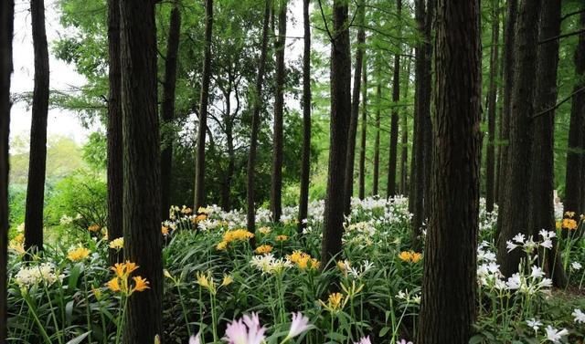  石蒜|申城公园石蒜花“乘风破浪”后，绽开笑颜进入花期