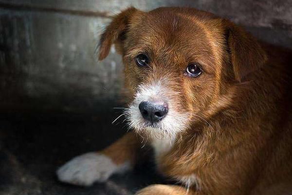 狂犬病|当猫狗狂犬病进入发作期的时候,会出现下面几种症状!