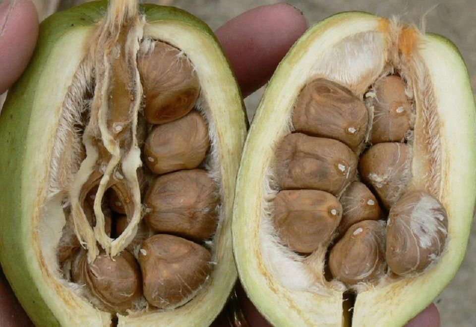  种子|了解发财树那脆弱的根，发现它很容易烂根，但我有解决方法